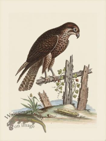 Edwards 004 Black Hawk